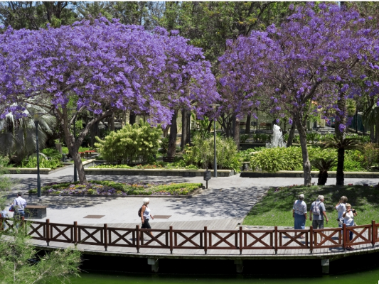 El Parque Doramas: Jardines y Leyendas